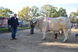 Avec 600 animaux, le concours de Charolles tient bon !