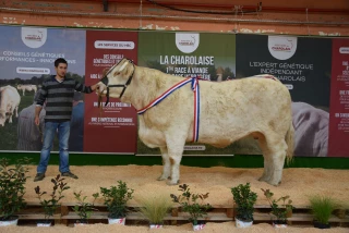 Moins d’animaux mais quelques ventes au concours de Gueugnon