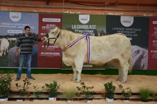 Moins d’animaux mais quelques ventes au concours de Gueugnon