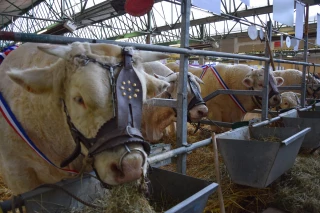 Grosse journée charolaise en perspective avec le concours charolais de Gueugnon  !