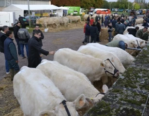 Le concours charolais d'Etang-sur-Arroux aura lieu vendredi 11 octobre après-midi