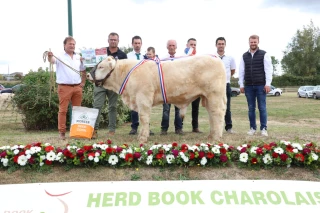 Trois premiers prix d’honneur au concours national des veaux charolais