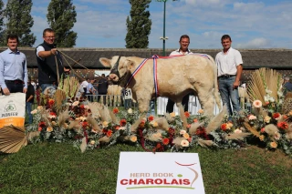La Saône-et-Loire collectionne les premiers prix d’honneur au concours national veaux  !