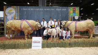 Impoli champion du concours charolais HBC à Paris !