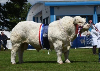 Un vainqueur du concours charolais d’Autun champion en Ecosse !