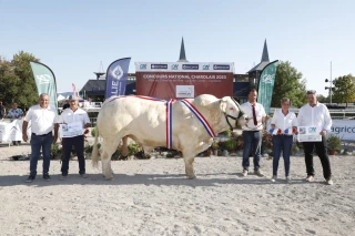 Redoutable Saône-et-Loire au concours national adultes charolais !