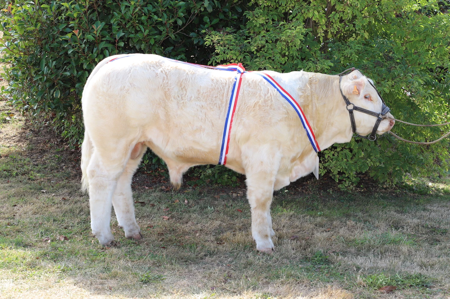Au concours national veaux, la Saône-et-Loire démarre fort !