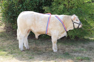 Au concours national veaux, la Saône-et-Loire démarre fort !
