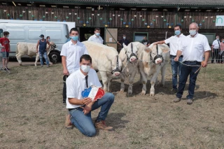 À Magny-Cours, 250 veaux charolais réunis malgré le Covid-19