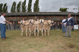 Le concours national charolais aura lieu les 9 et 10 septembre à Magny-Cours