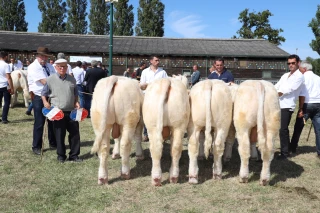 National charolais adultes reporté, national veaux adapté