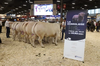 Le concours général de la race charolaise réunira 41 reproducteurs et six génisses bouchères