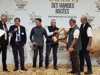Les qualités bouchères du berceau ont brillé au dernier salon de l'agriculture