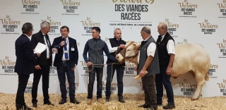 Les qualités bouchères du berceau ont  brillé au dernier salon de l'agriculture