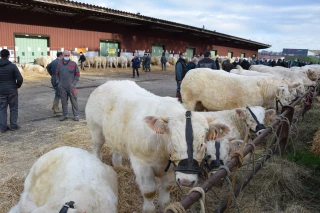 Jolie présentation de mâles charolais malgré le covid