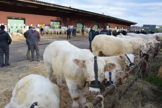 Jolie présentation de mâles charolais malgré le covid