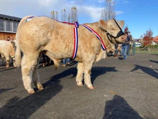 La Saône-et-Loire au palmarès du concours charolais de Luzy (58)  !