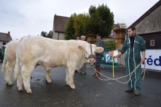 En route pour une nouvelle saison de concours charolais non reconnus !