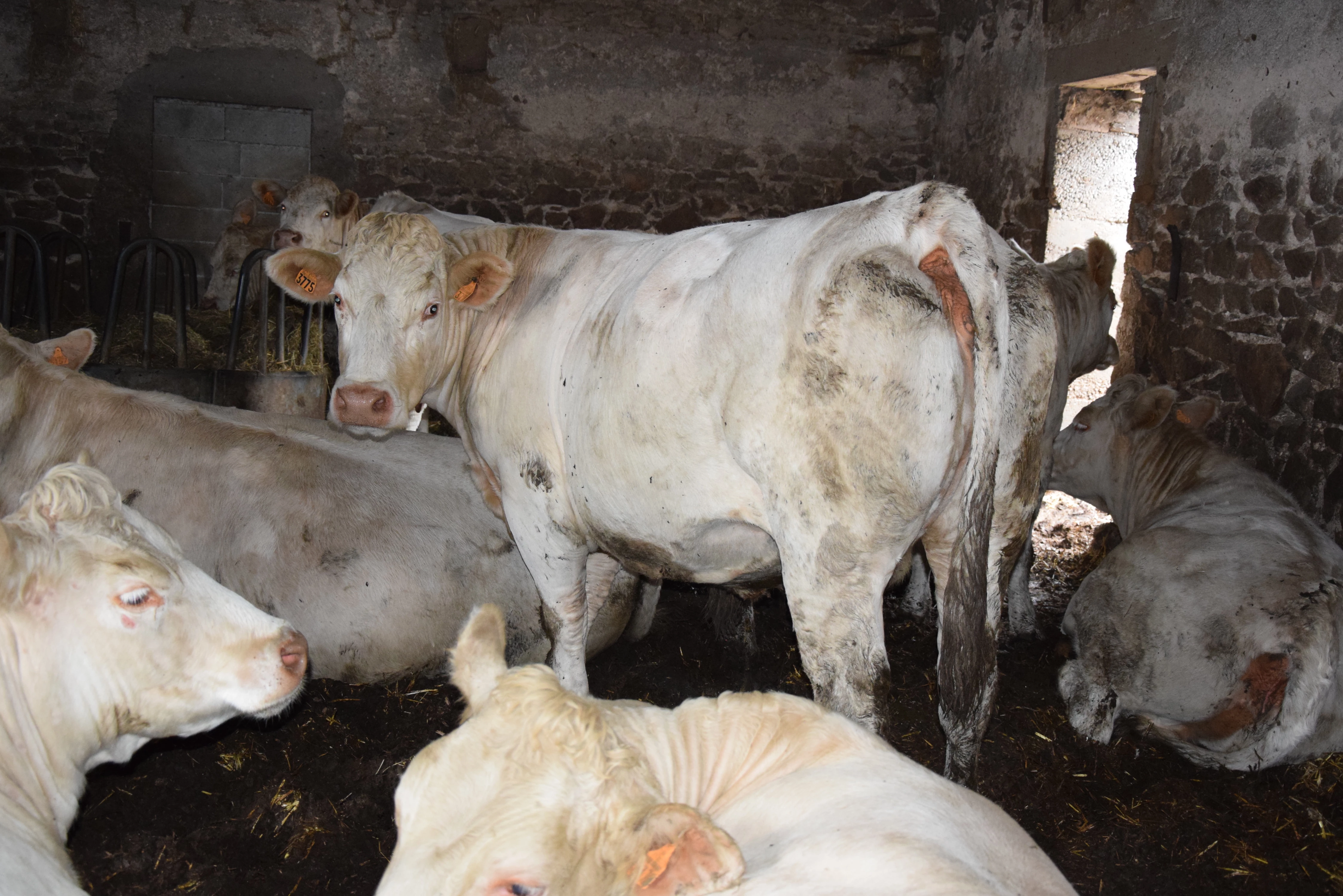 Des femelles valorisées en filière AOP Bœuf de Charolles