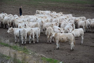 Le Gaec de Nolat pratique le vêlage précoce depuis plus de vingt ans
