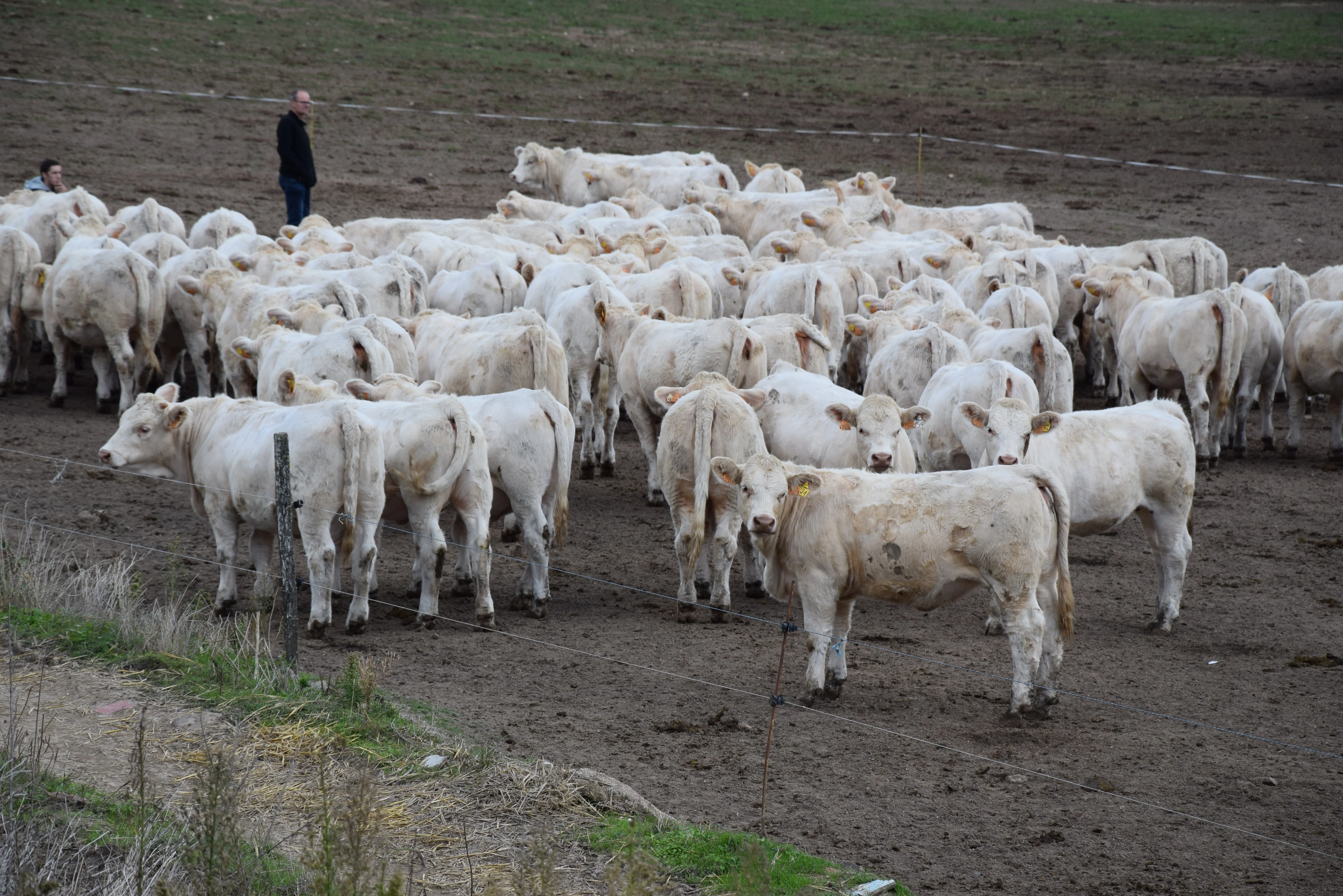 Le Gaec de Nolat pratique le vêlage précoce depuis plus de vingt ans