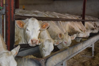 L'économiste Alessandra Kirsch incite à la « rationalité économique »