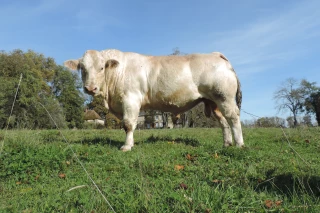Le meilleur veau de Jalogny à plusieurs