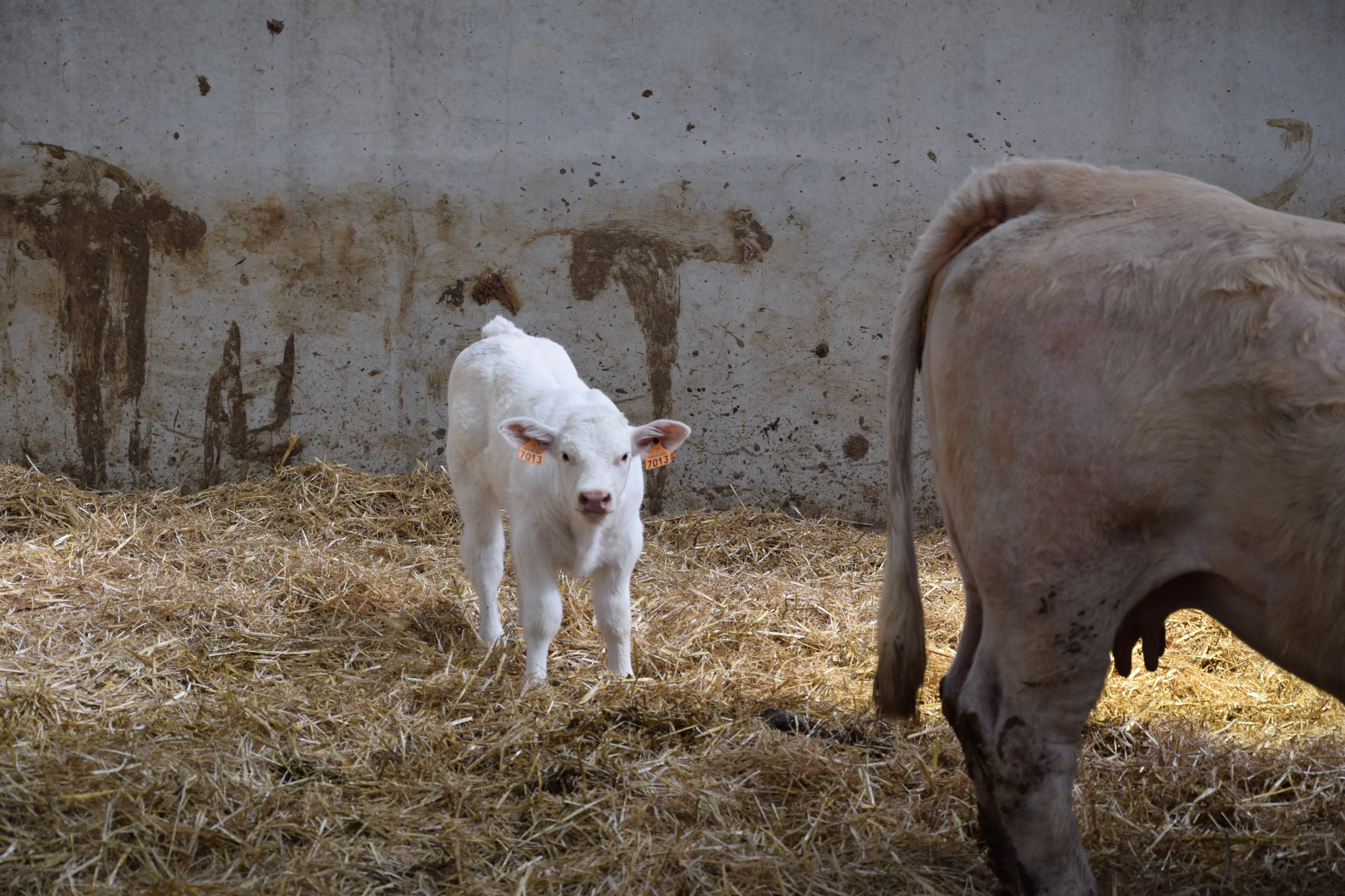 Les secrets d'un bon colostrum en élevage allaitant