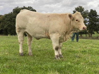 Pour progresser en génétique, le GIE Synergie Charolais promeut aussi la voie femelle