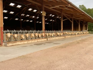 92 veaux charolais sont entrés en évaluation à la station de Jalogny