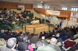 Niveau de vente correct pour les dix ans de la station Bien Naître du Herd Book Charolais