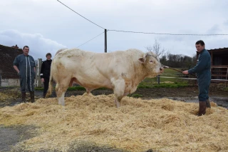 Le taureau Néroli bien parti pour Paris !