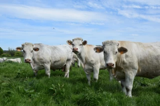 L'IGP Charolais de Bourgogne a un nouveau président