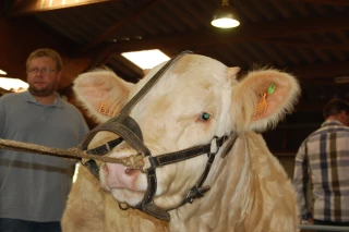 Cent reproducteurs seront proposés aux enchères le 27 septembre à Charolles