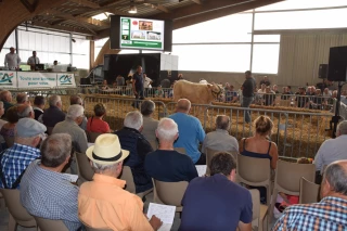 Soixante ans, le bel âge pour l'association des éleveurs charolais d’entre Saône-et-Loire !