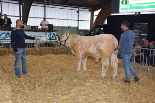 Ambiance et affluence pour le 60e anniversaire de la vente aux enchères de Charolles !