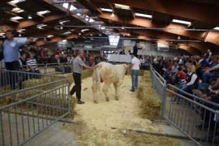 63 veaux triés sur le volet à la prochaine vente de Charolles !