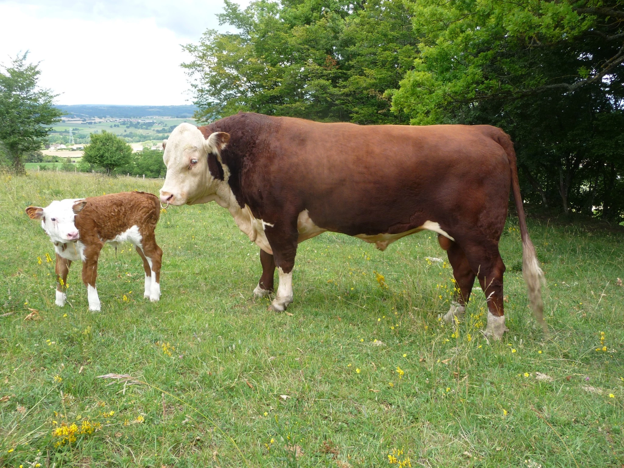Un taureau né en Écosse, de souche canadienne