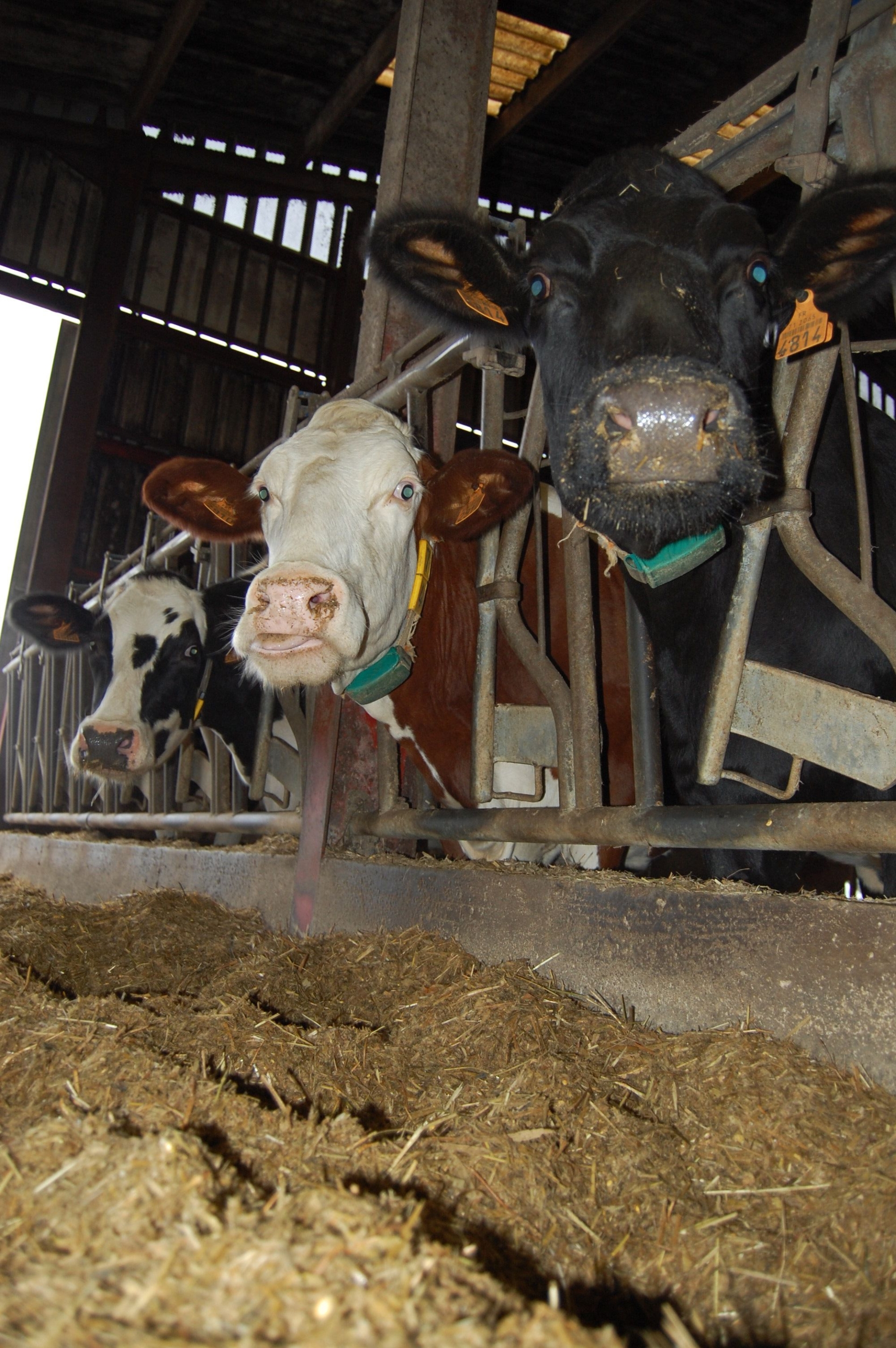 Alimentation des laitières : quelles rations avec les fourrages 2021 ?