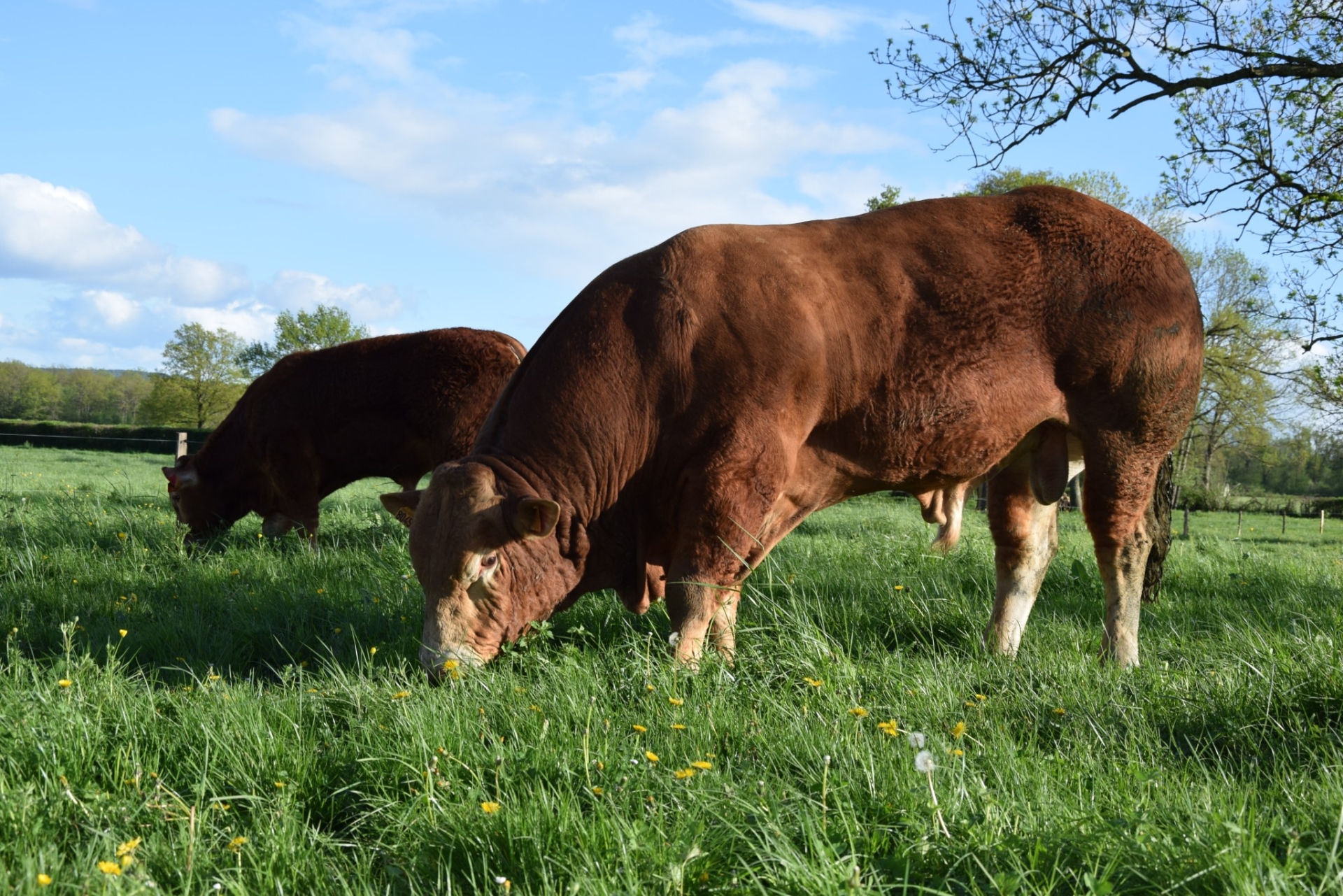 Génétique bovine : un projet d’évaluation européenne… 