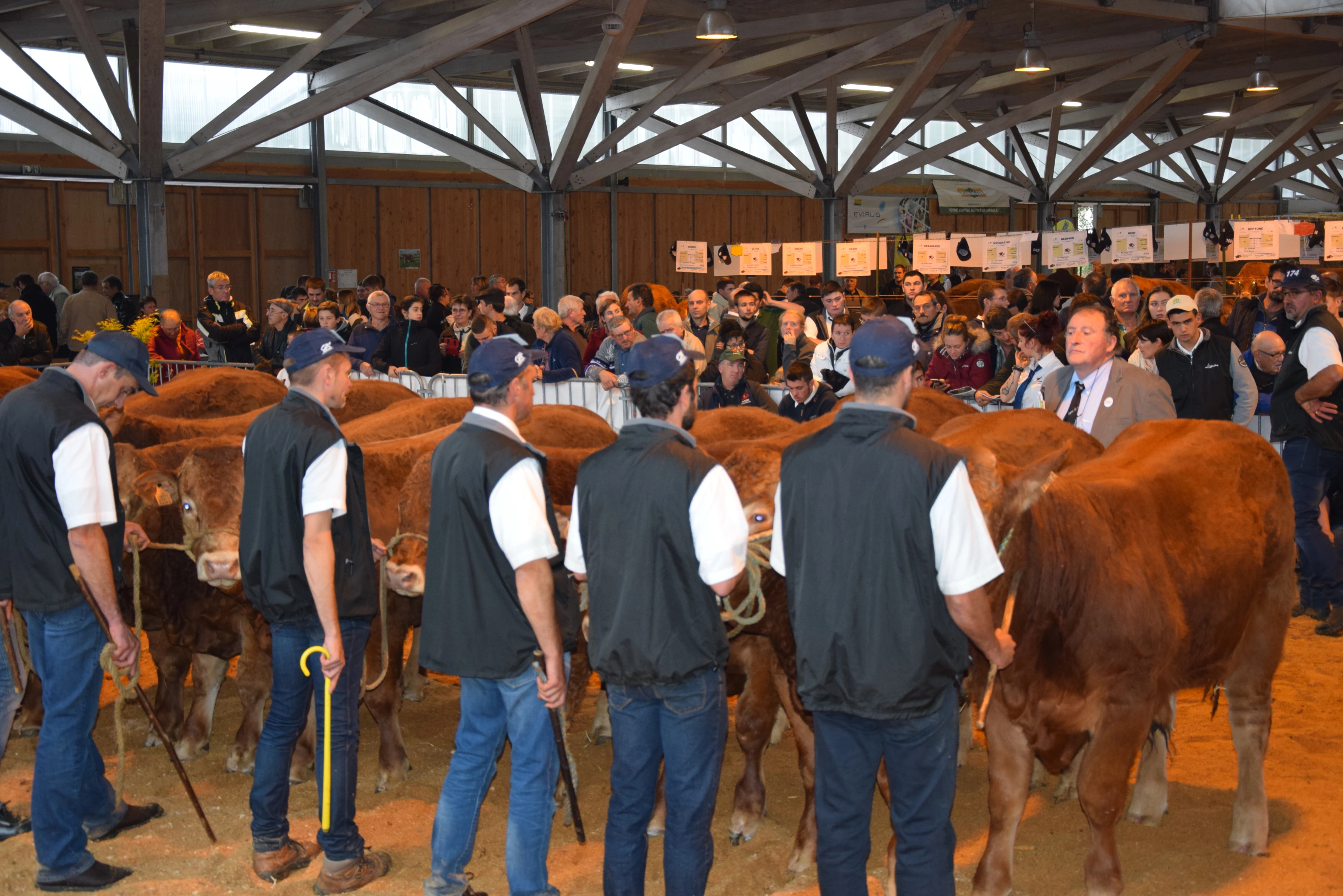 Concours interregional limousin de Luzy : un très beau concours hors berceau !