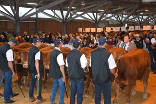 Concours interregional limousin de Luzy : un très beau concours hors berceau !