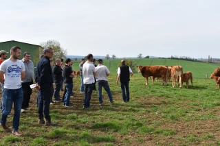 En Bourgogne Rhône-Alpes, la limousine réalise l'une de ses meilleures progressions nationales