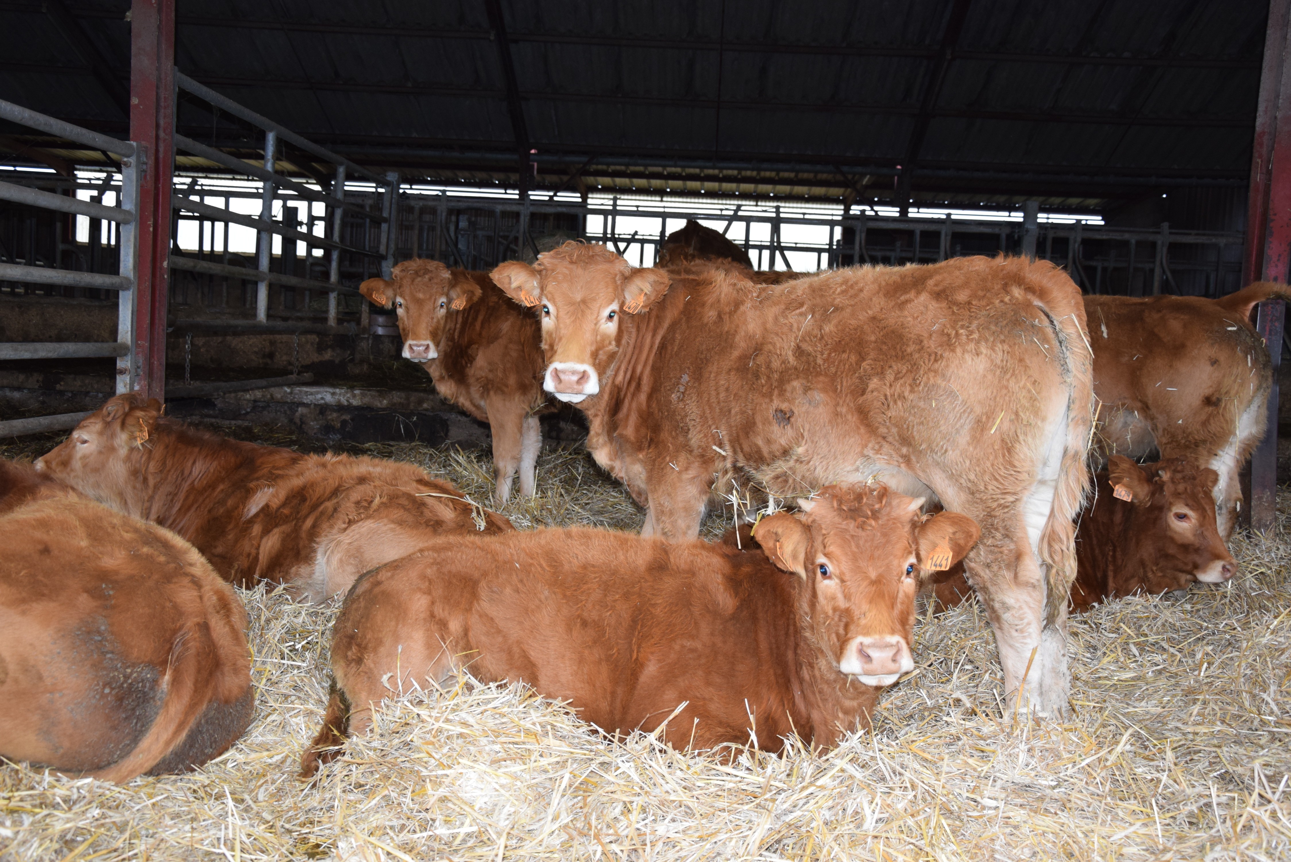 L’art de bien finir ses bovins bio