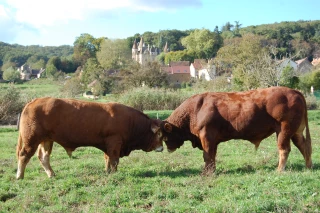 EXCLU WEB / Viandes labellisées : L’implication des GMS profite au bœuf limousin