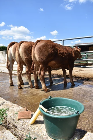 Le concours interrégional limousin aura lieu à Luzy les 27 et 28 octobre