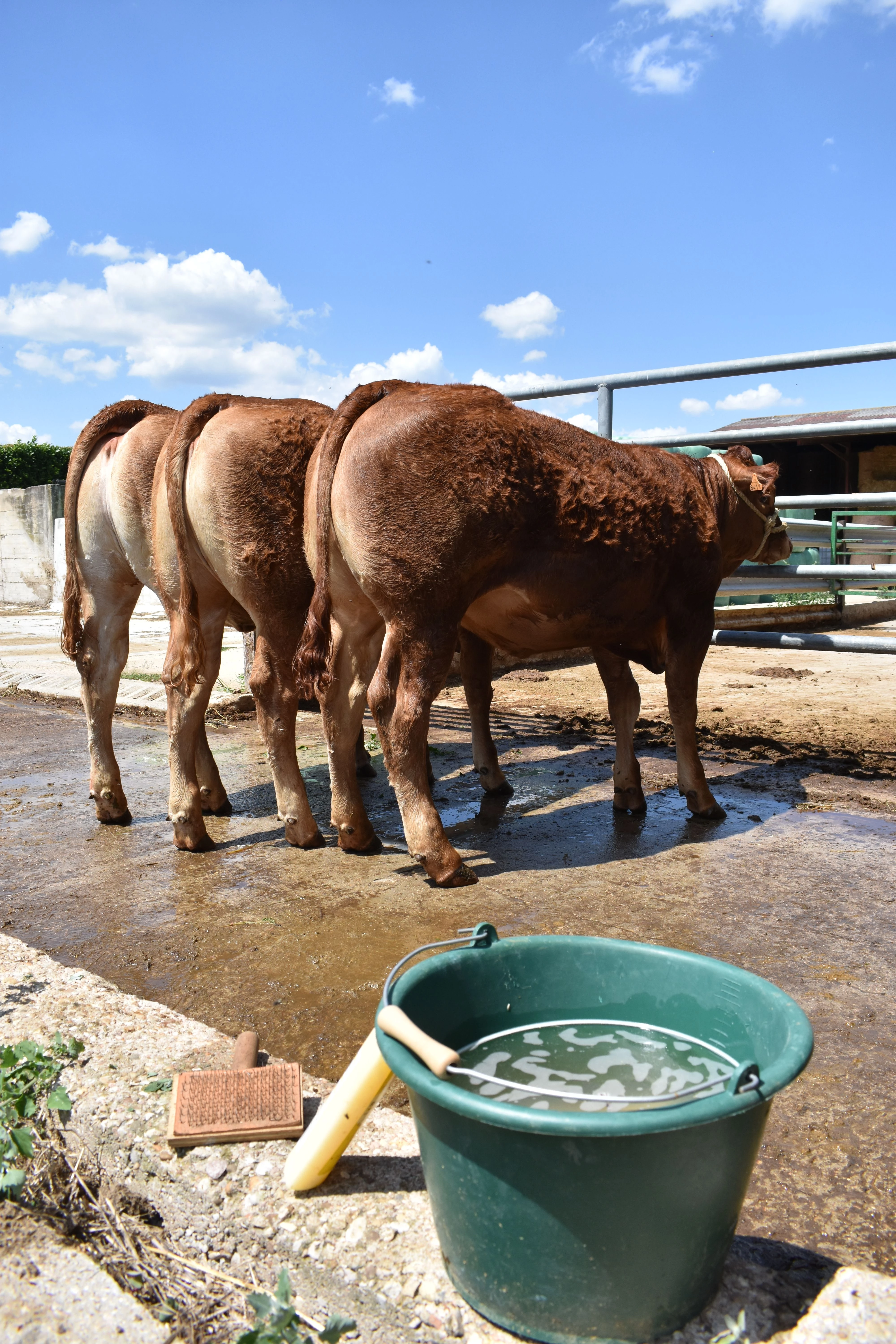 Le concours interrégional limousin aura lieu à Luzy les 27 et 28 octobre 