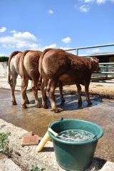 Le concours interrégional limousin aura lieu à Luzy les 27 et 28 octobre 