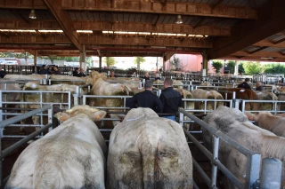 marché de Saint-Christophe-en-Brionnais animaux de viande