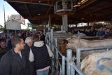 marché de Saint-Christophe-en-Brionnais bêtes de viande